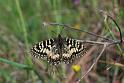 polissena - zerynthia polyxena